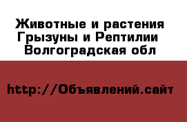 Животные и растения Грызуны и Рептилии. Волгоградская обл.